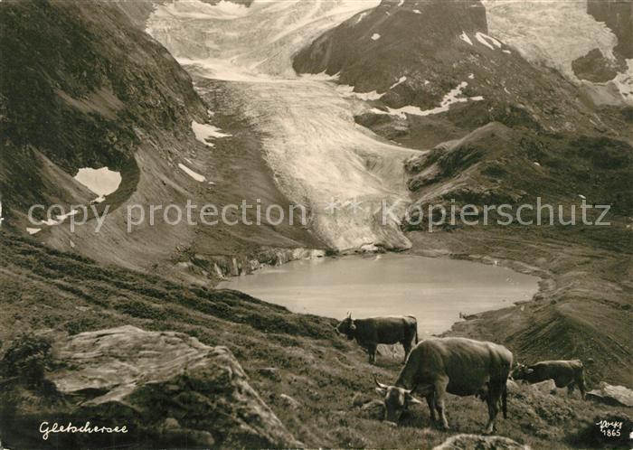 Foto Popp Nr. 1865 Gletschersee Kühe