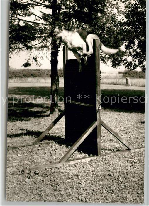 Schaeferhunde Wengerohr Polizeischule
