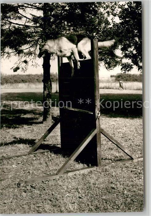 Schaeferhunde Wengerohr Polizeischule