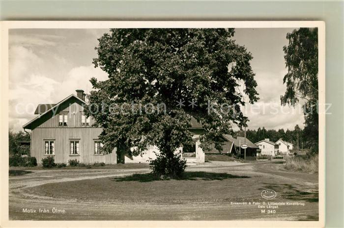 oelme Ortsmotiv Alter Baum