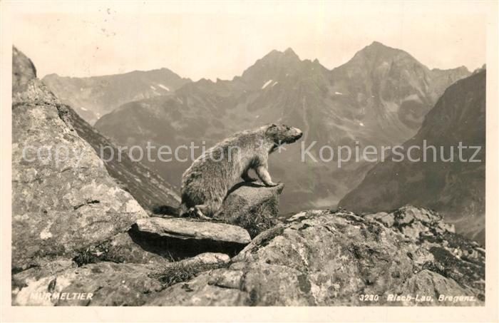 Murmeltier Foto-Risch-Lau-Nr. 3230