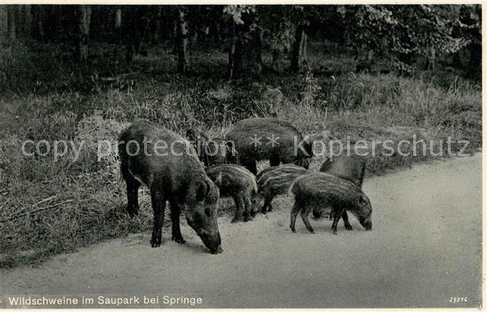 Schweine Wildschweine Saupark Springe