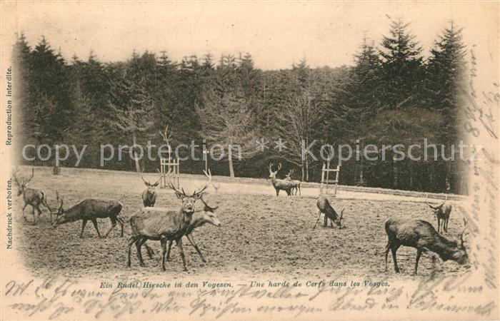 Hirsch Rudel Hirsche Vogesen