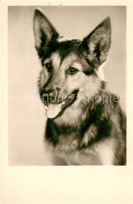Schaeferhunde Foto-Amag-Nr. 69640