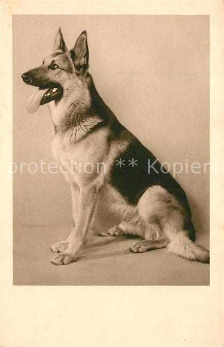 Schaeferhunde Foto-HB-Nr. 5444