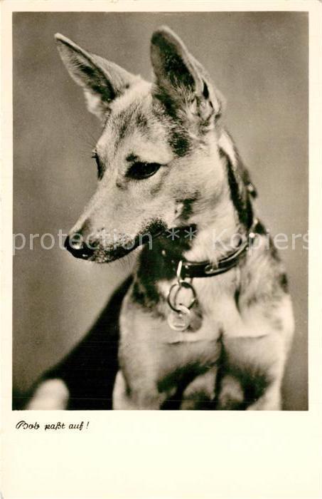 Schaeferhunde