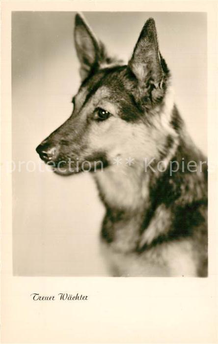Schaeferhunde Foto-Amag-Nr. 69640