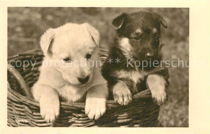 Schaeferhunde Welpen