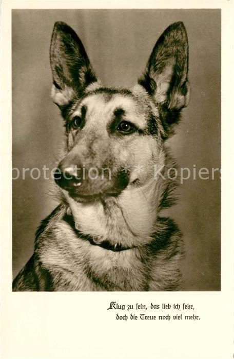 Schaeferhunde Foto-Amag-Nr. 70687