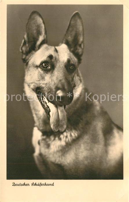 Schaeferhunde
