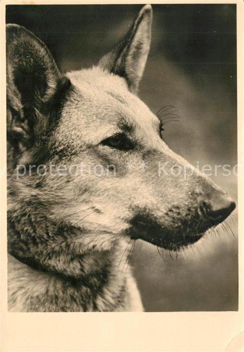 Schaeferhunde