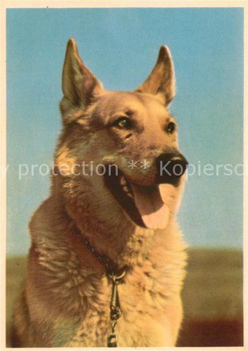 Schaeferhunde