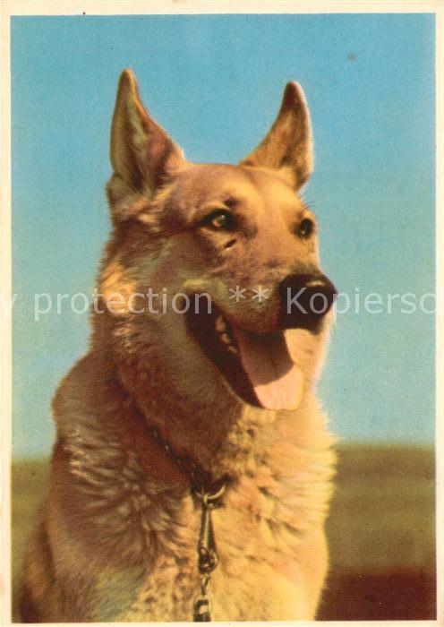 Schaeferhunde