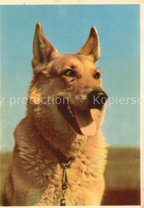 Schaeferhunde