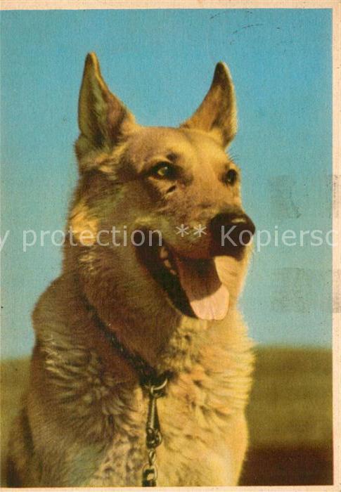Schaeferhunde