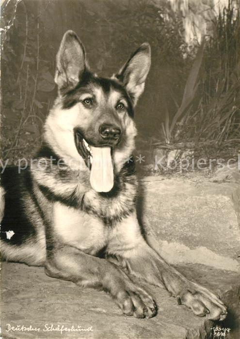 Schaeferhunde Foto-Popp-Nr. 1698