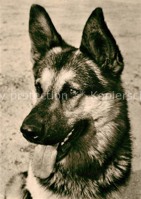 Schaeferhunde