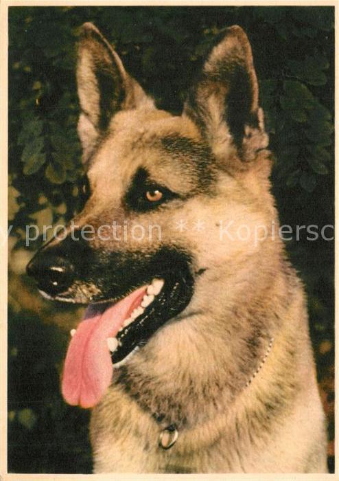 Schaeferhunde