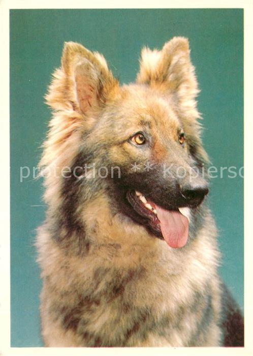 Schaeferhunde