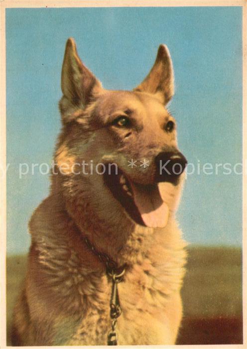 Schaeferhunde