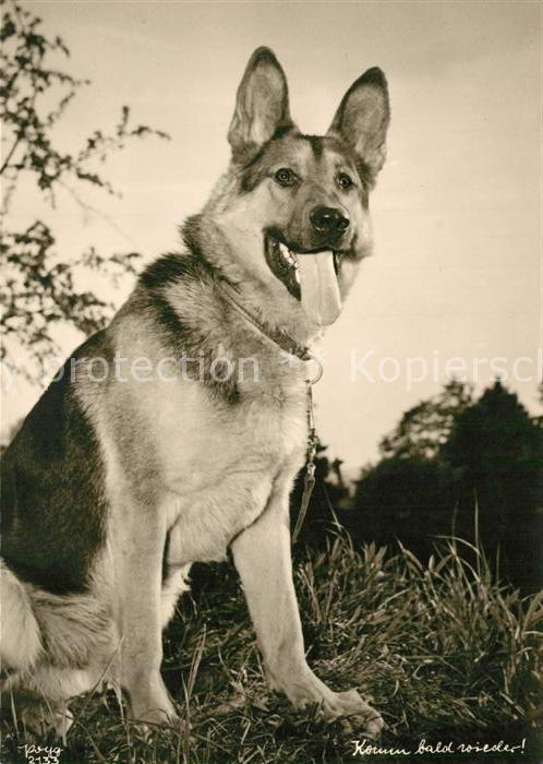 Foto Popp Nr. 2133 Schäferhund