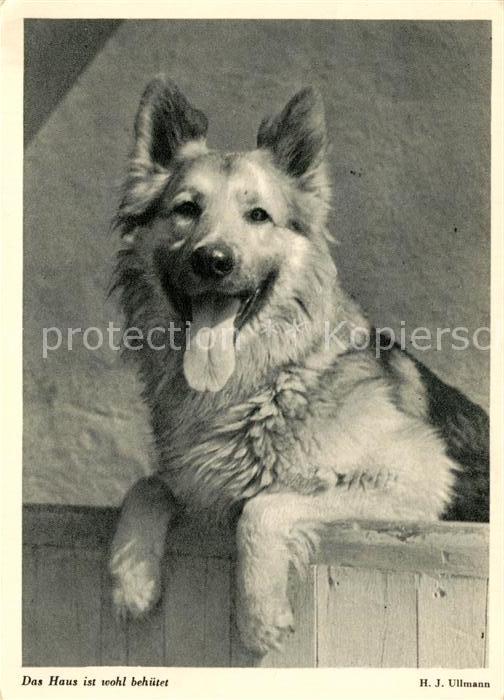Schaeferhunde