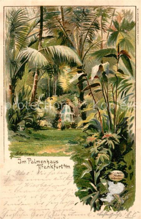 Frankfurt Main Im Palmenhaus