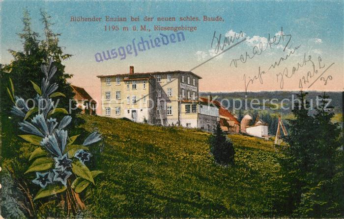 Schlesische Baude Enzian