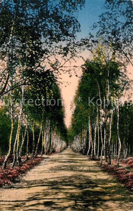 Graudenz Westpreussen Birkenallee Stadtpark