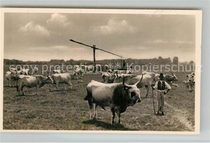 Kecskemet Bugac Stammciehherde an der Traenke