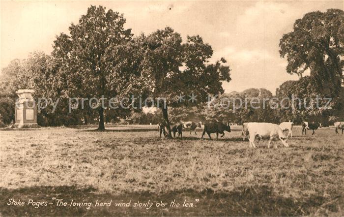 Stoke Poges Cow herd