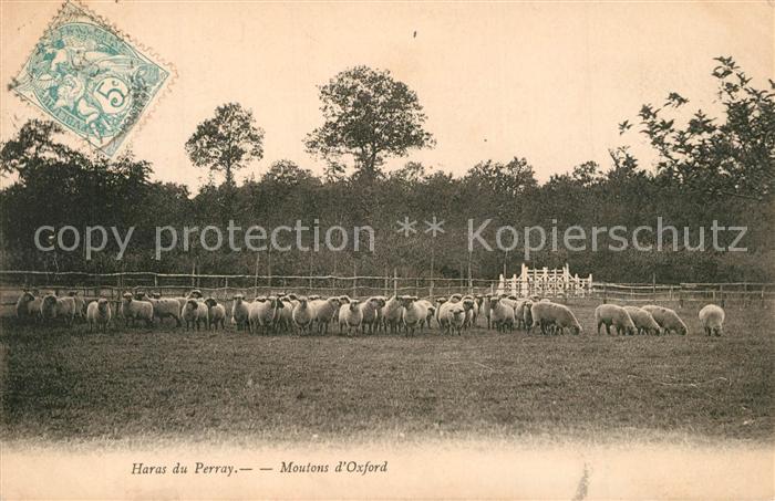 Schafe Haras du Perray Moutons d Oxford