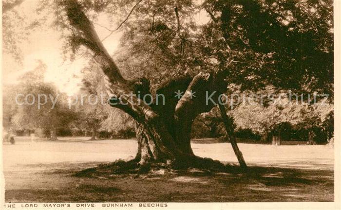 Baeume Trees Lord Mayor's Drive Burnham Beeches