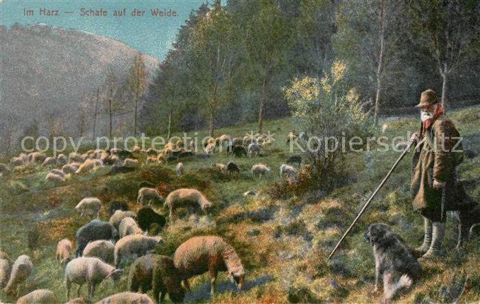 Schafe Schaefer Hund