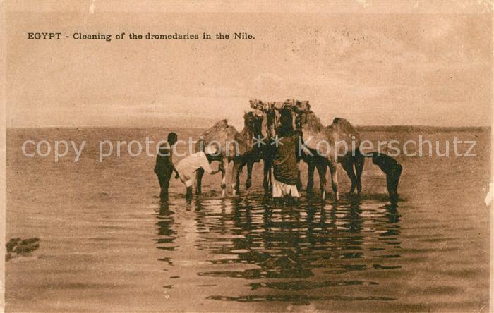 aegypten Dromedare am Nil