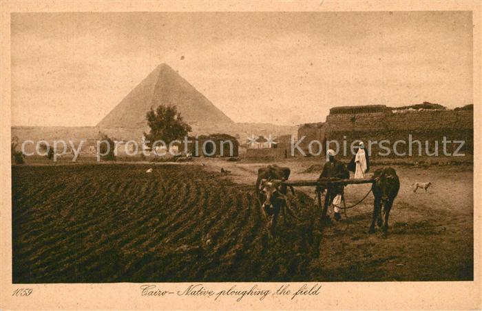 Cairo Egypt Pyramide Feldarbeit mit Pflug