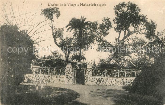 Matarieh Arbre de la Vierge