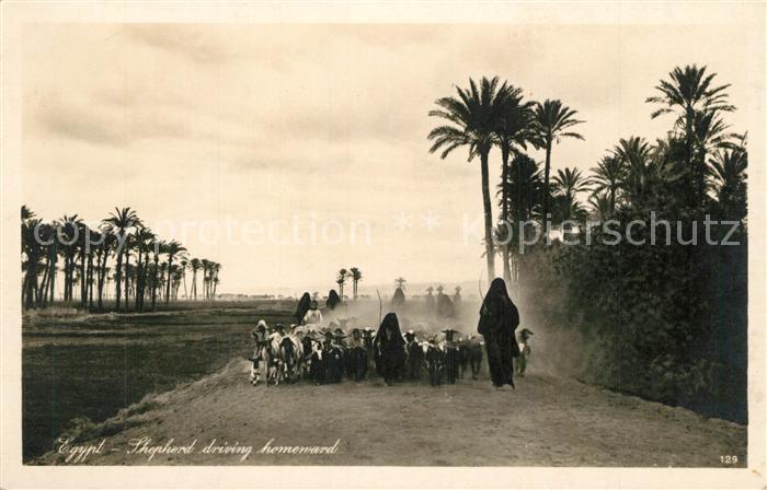 Egypte Schafherde auf dem Heimweg