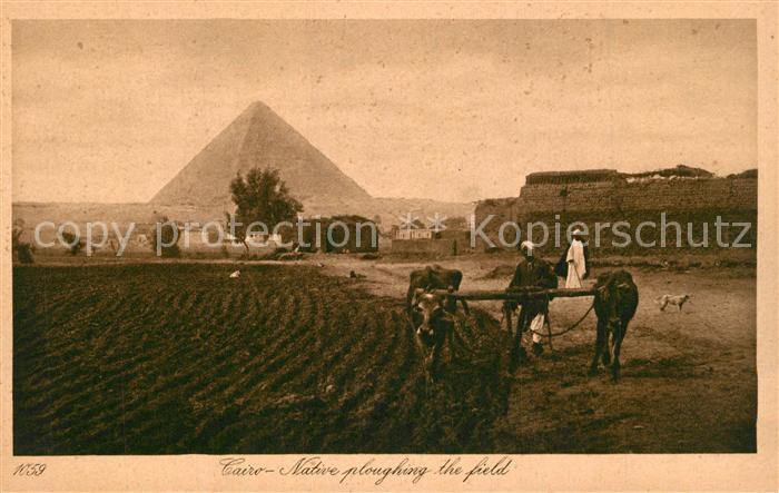 Cairo Egypt Feld pfluegen Ochsengespann Pyramide