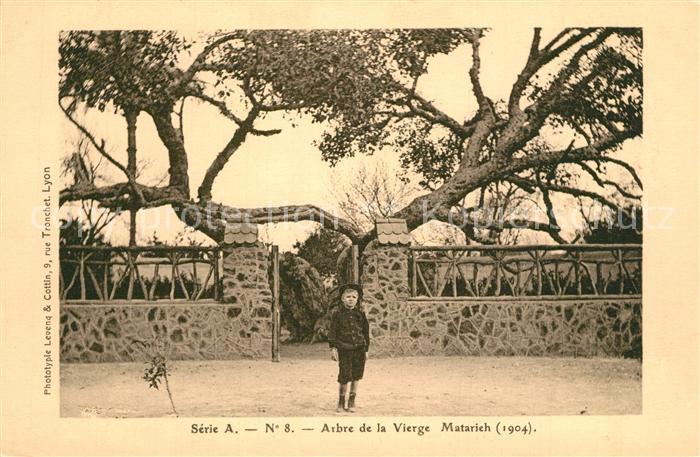 Matarieh arbre de la Vierge