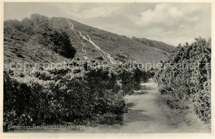 Skorping Fra Rebild Nationalpark