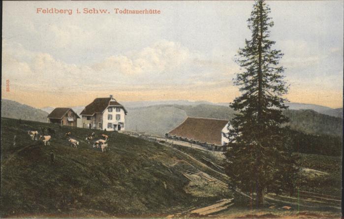 Feldberg Schwarzwald Todtnauerhütte Kühe