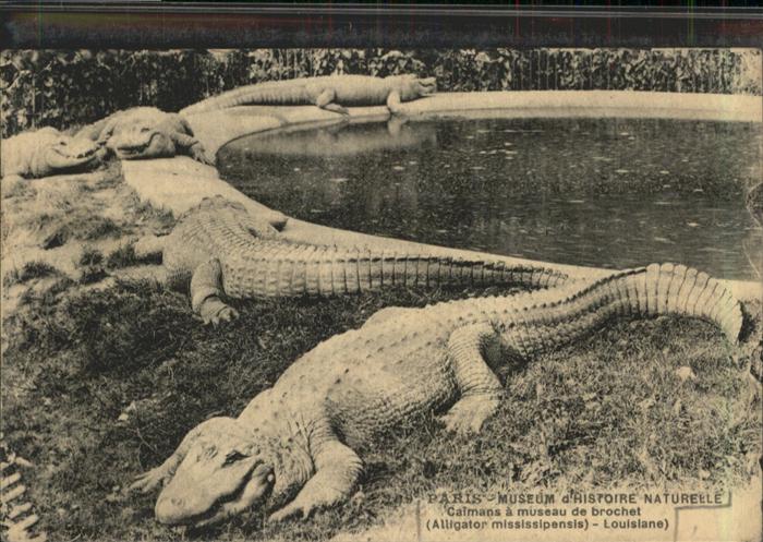 Tiere Alligator Paris Museum d_Histoire Natur