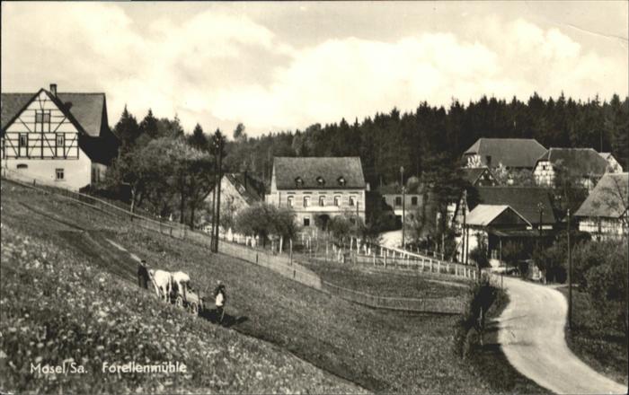 Mosel Forellenmühle Pferd