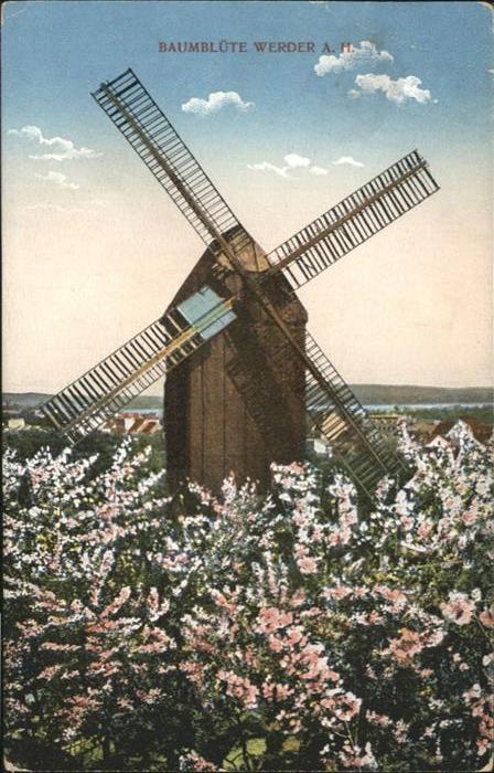 Werder Havel Baumblüte Mühle