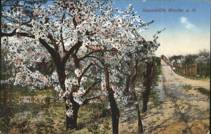 Werder Havel Baumblüte