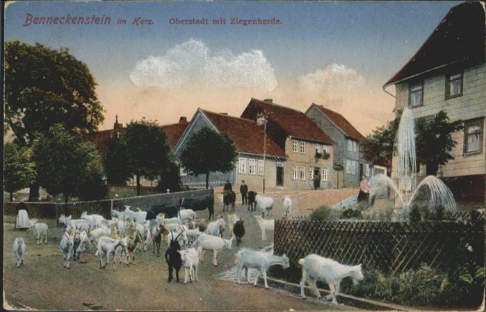 Benneckenstein Oberstadt Ziegenherde