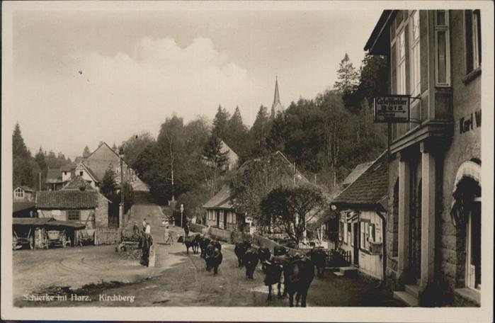 Schierke Harz Kirchberg Kühe