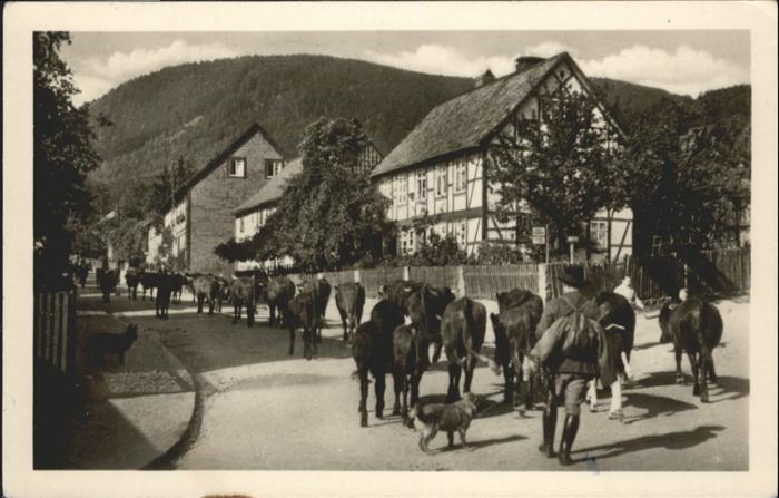 Ilsenburg Harz Kuhherde