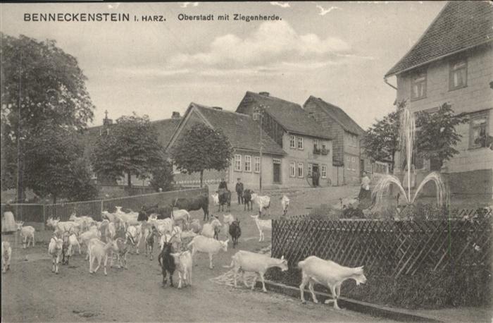 Benneckenstein Oberstadt Ziegenherde